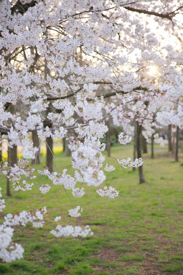 桜菜の花ロケーション撮影